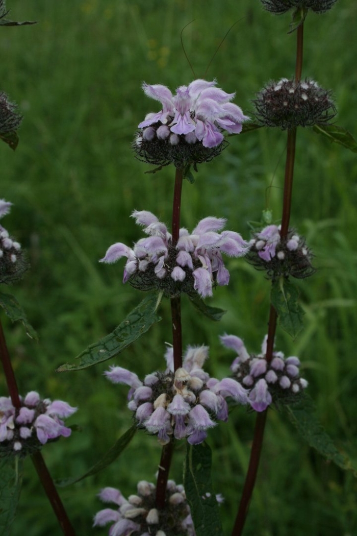 Зопник колючий железняк