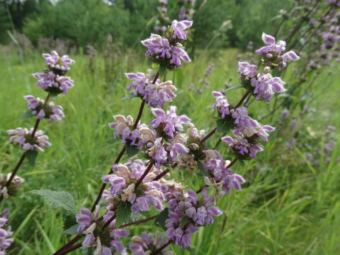 Зопник клубненосный (phlomis tuberosa)