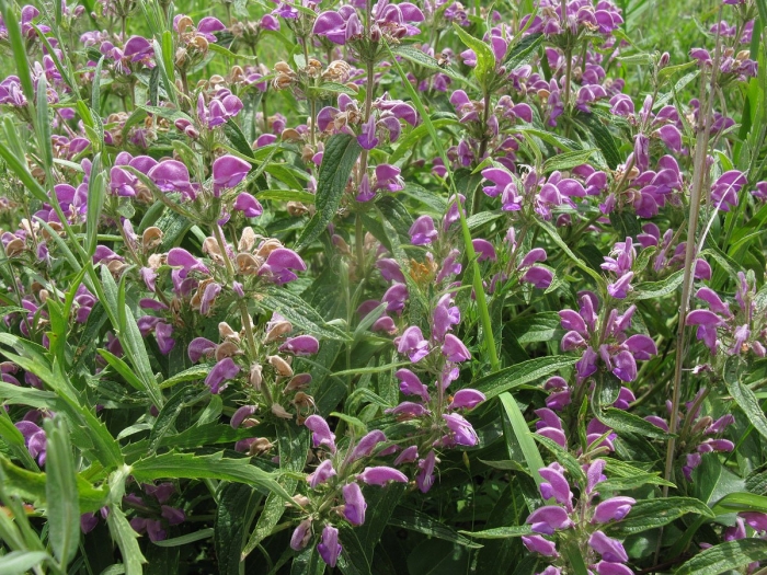 Зопник колючий железняк