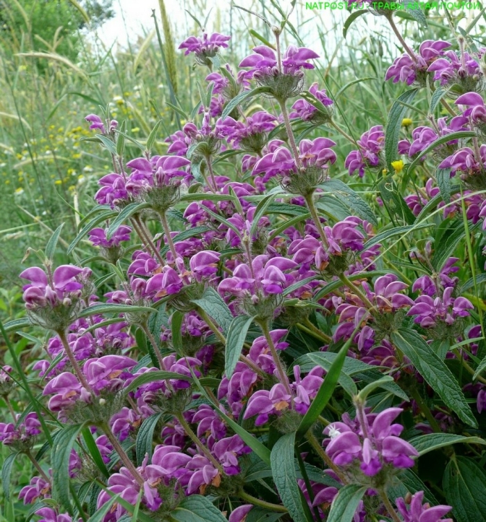 Зопник колючий