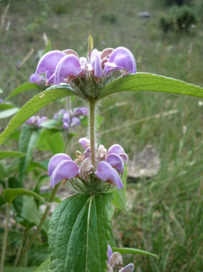 Зопник колючий железняк