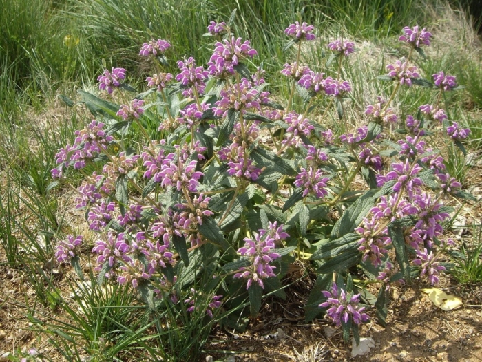 Зопник пурпурный