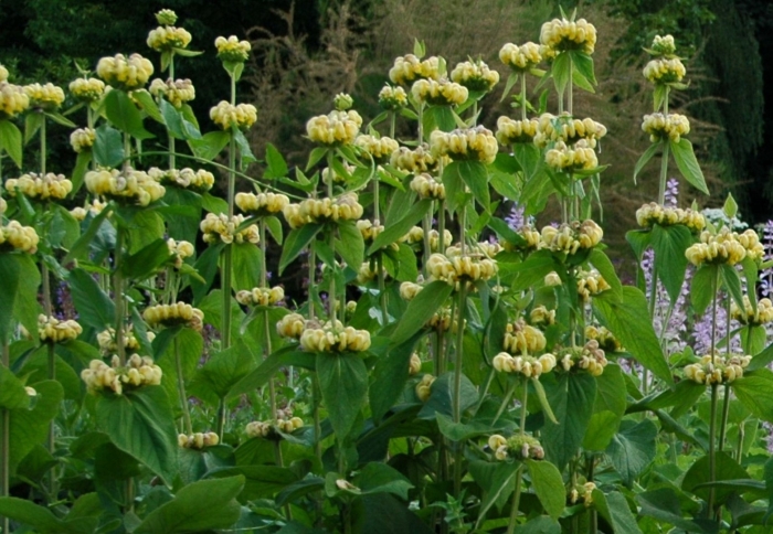 Зопник рассела