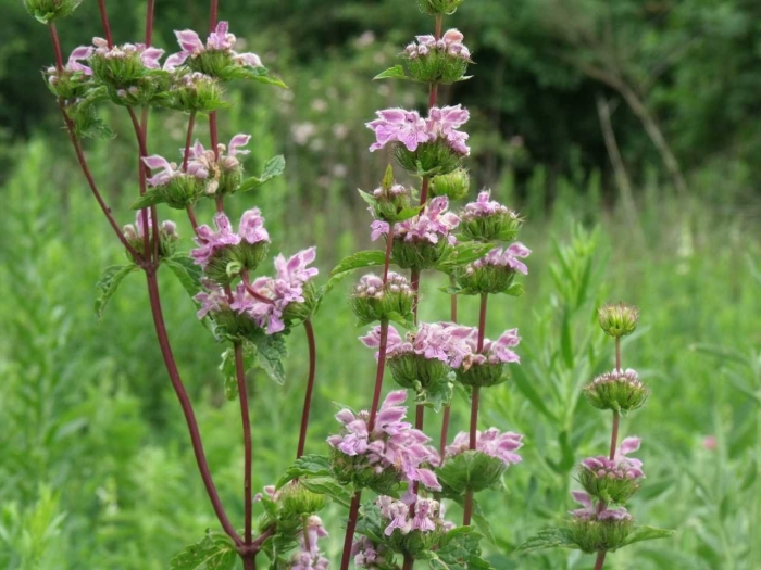 Phlomis tuberosa