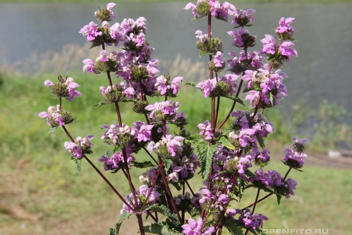 Зопник колючий железняк