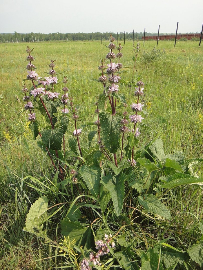 Зопник колючий