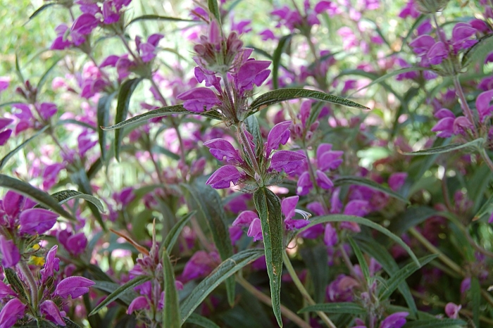 Зопник клубненосный растение