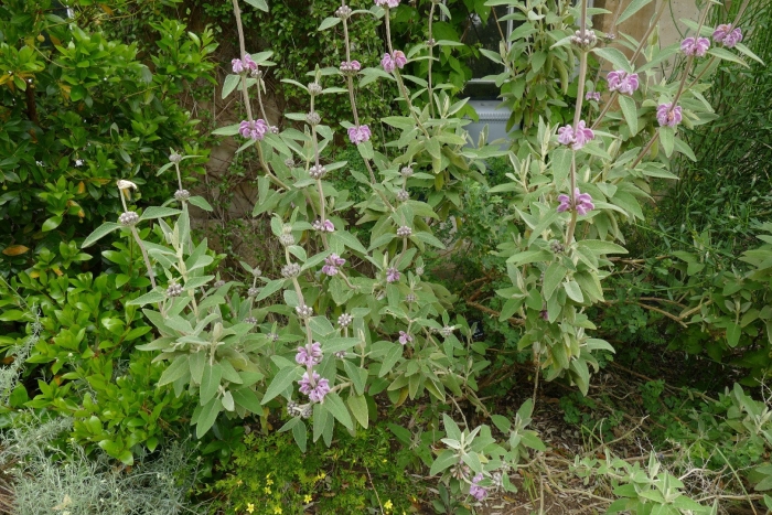 Phlomis purpurea