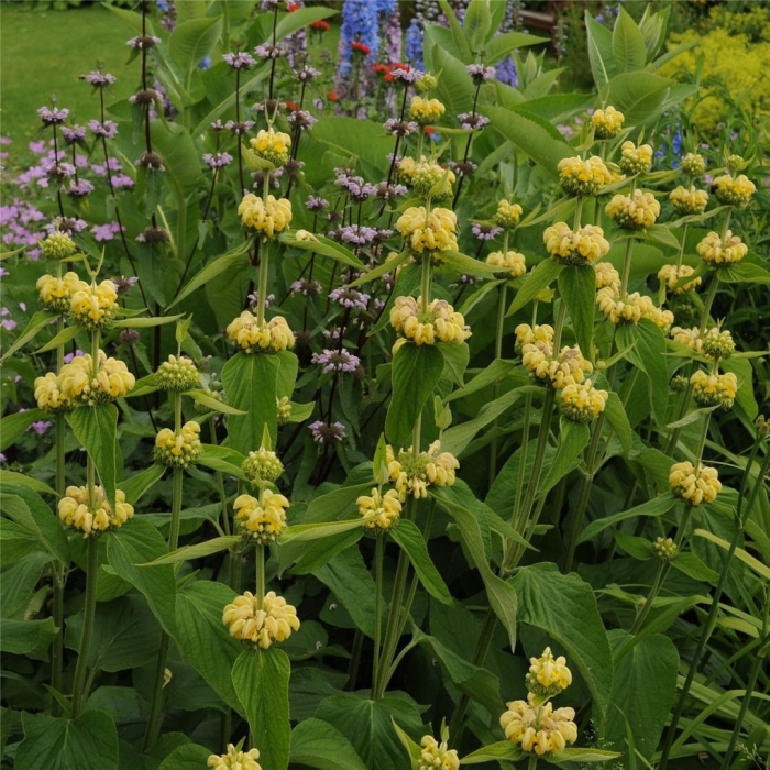 Зопник рассела