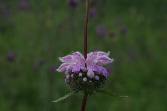 Зопник клубненосный (phlomis tuberosa)