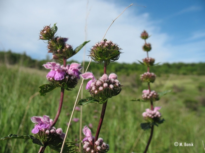 Зопник колючий железняк