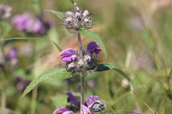 Зопник рассела