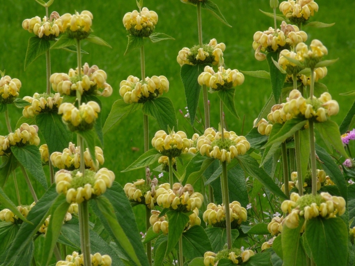 Phlomis russeliana