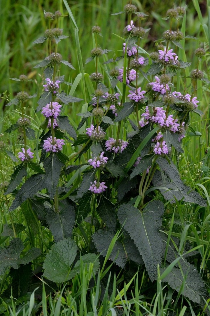 Зопник клубневой