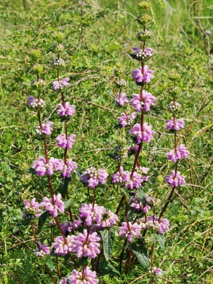 Зопник клубненосный (phlomis tuberosa)