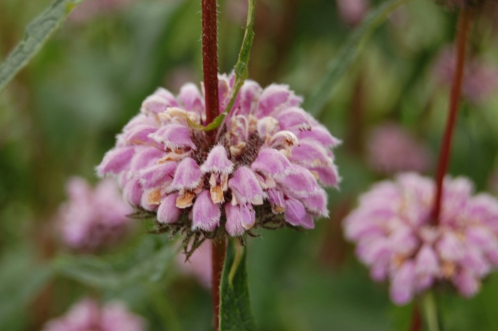 Зопник phlomis russeliana