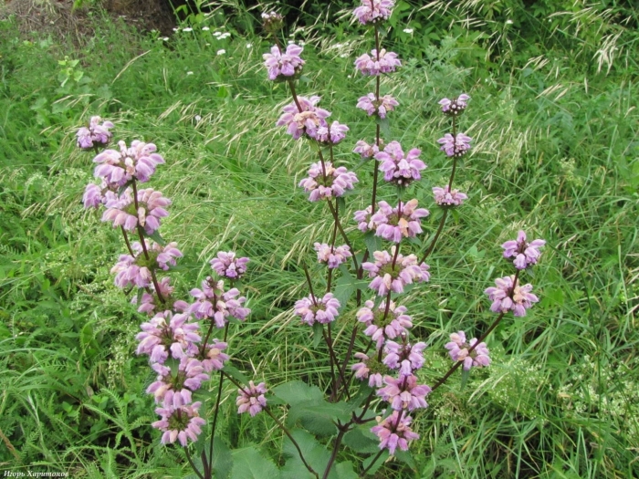 Зопник клубненосный (phlomis tuberosa)