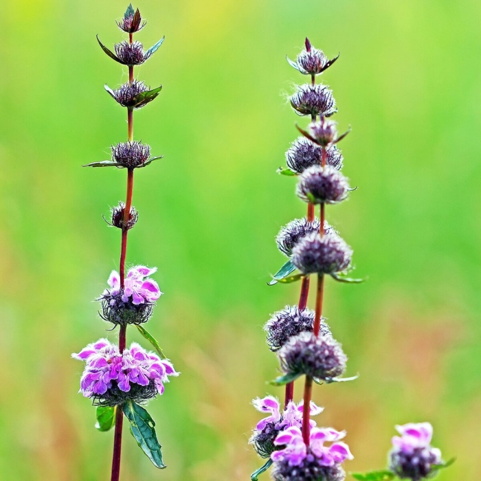 Зопник клубневой phlomis tuberosa