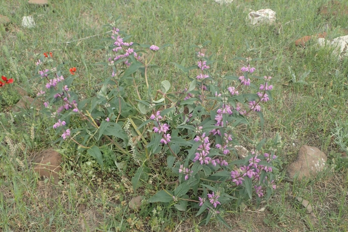 Зопник колючий железняк