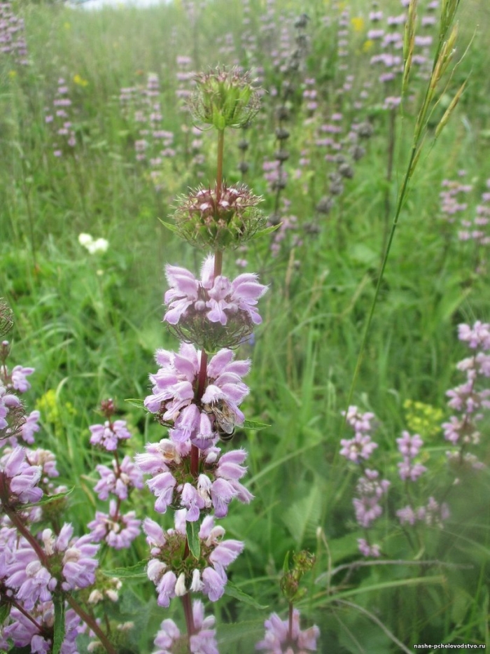 Зопник колючий железняк