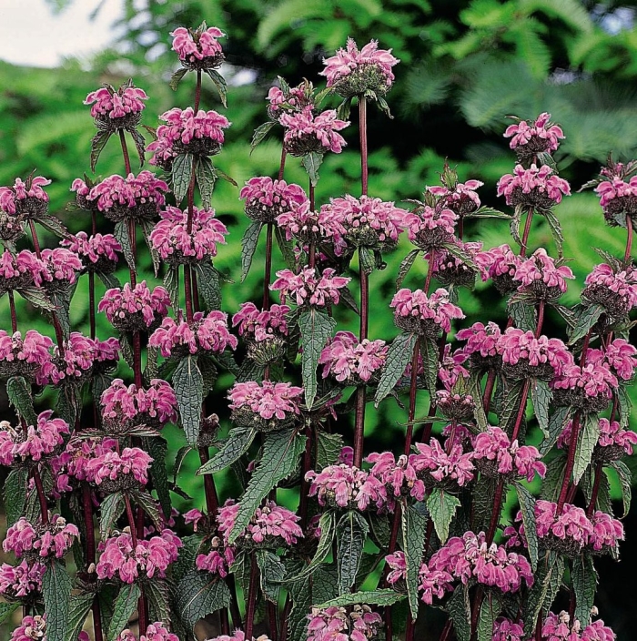 Зопник (фломис) клубненосный bronze flamingo