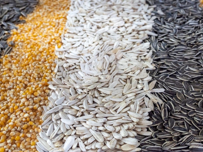 Импорт семян подсолнечника агроинвестор