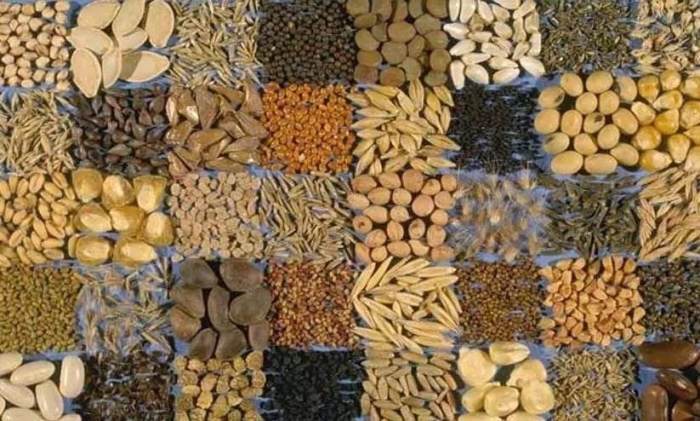 Зерновые культуры