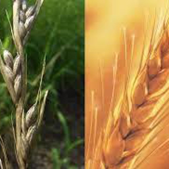 Плевелы и пшеница