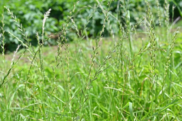 Райграс пастбищный (плевел) lolium perenne