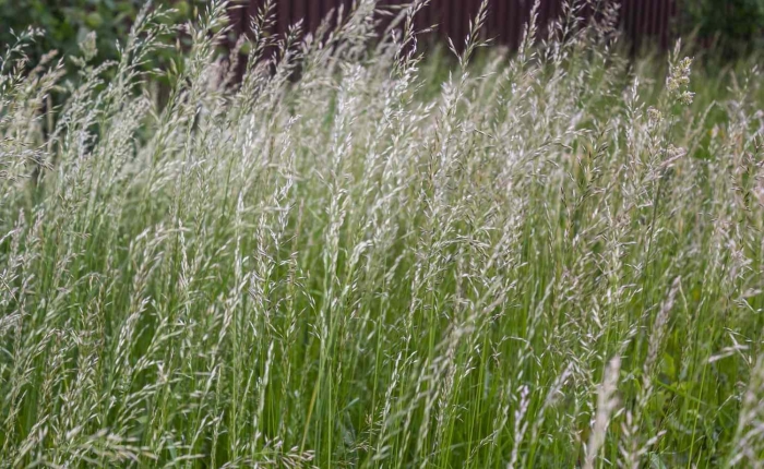 Райграс итальянский