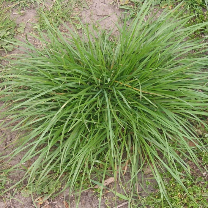 Осока горная carex montana