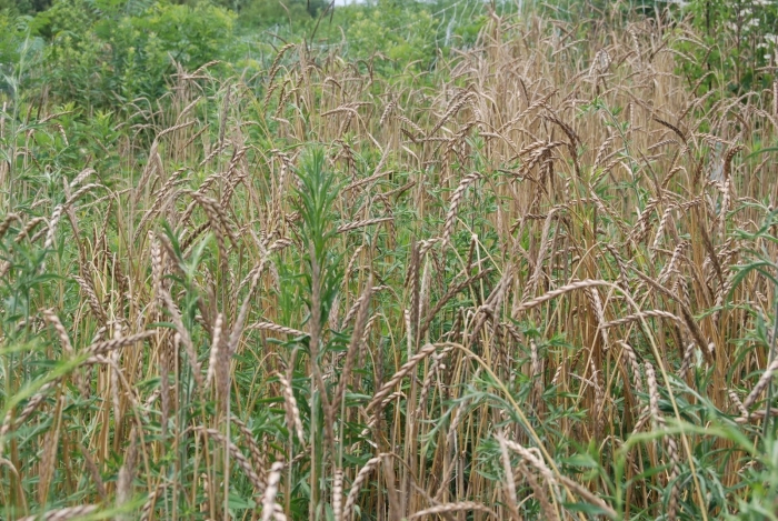 Однолетние злаковые сорняки