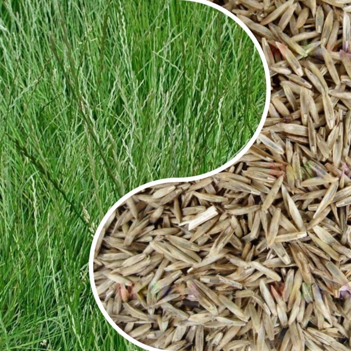 Семена райграс пастбищный