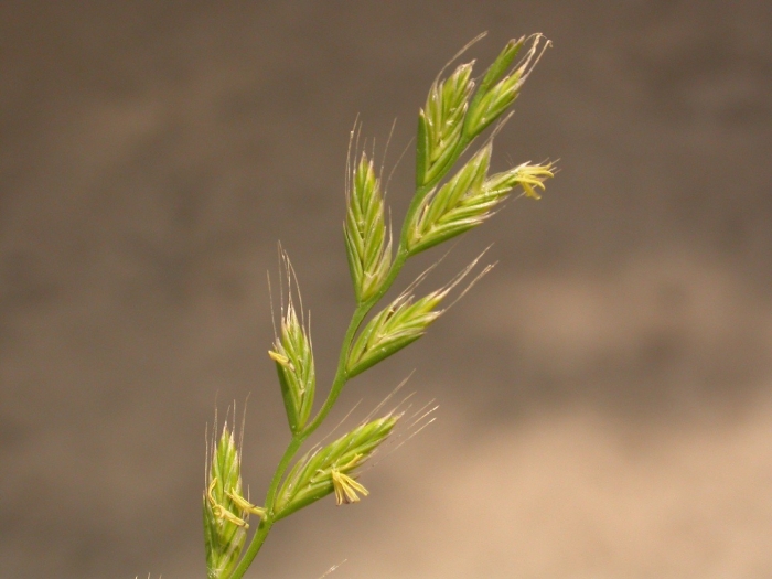 Плевел многолетний