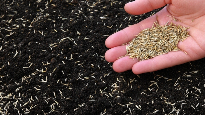 Семена травы для газона