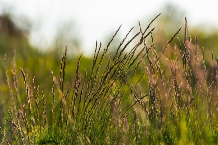 Овсяница луговая (festuca rubra