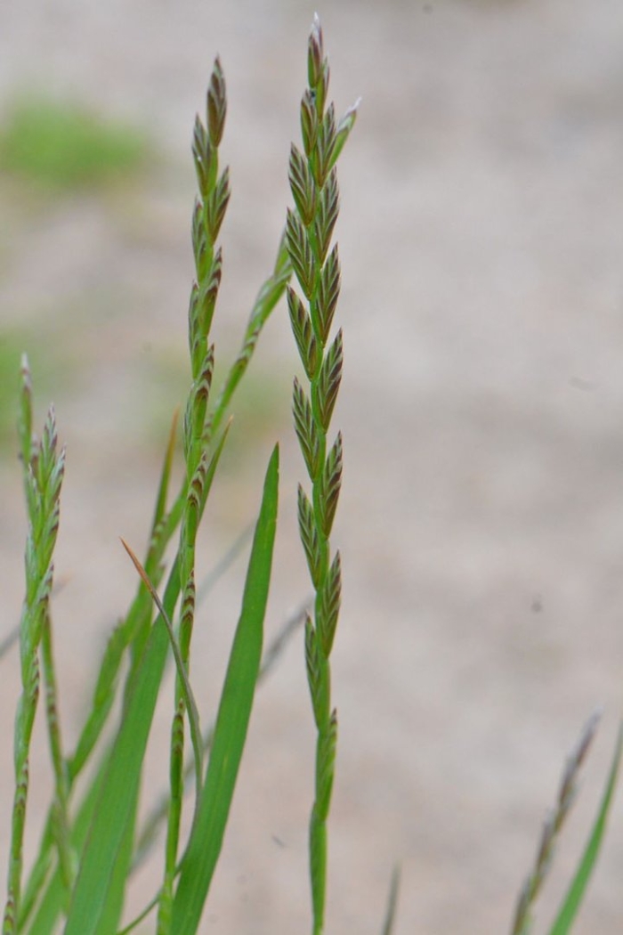 Плевел райграс