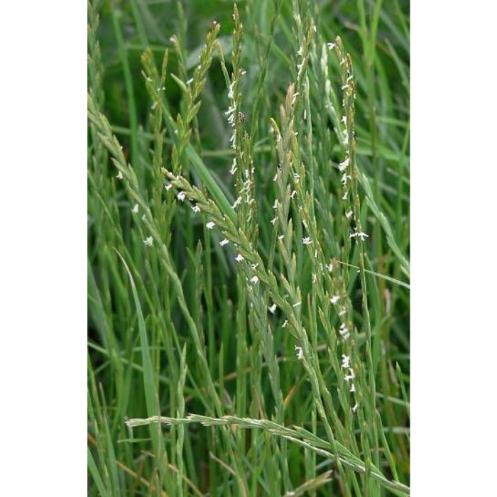 Райграс пастбищный многолетний