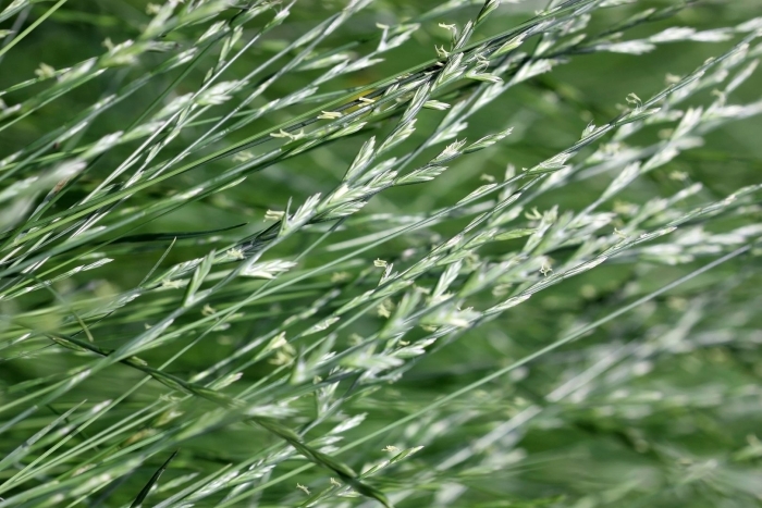 Фестулолиум райграс