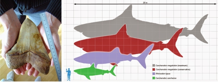 Кархародон мегалодон