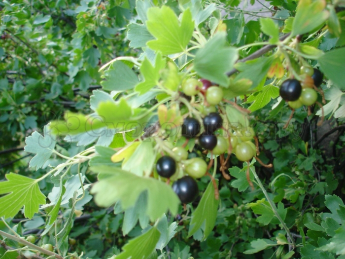 Смородина йошта дикая