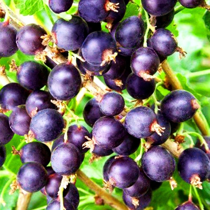 Йошта ribes jostaberry