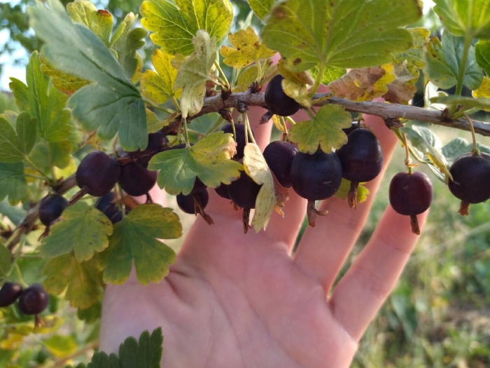 Крыжовник сорт «черный негус»