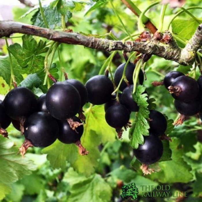 Йошта йохини