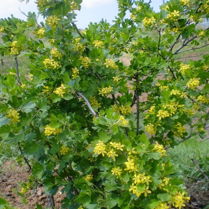 Смородина золотистая ribes aureum