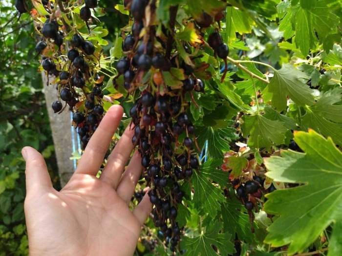 Гибрид смородины и крыжовника йошта