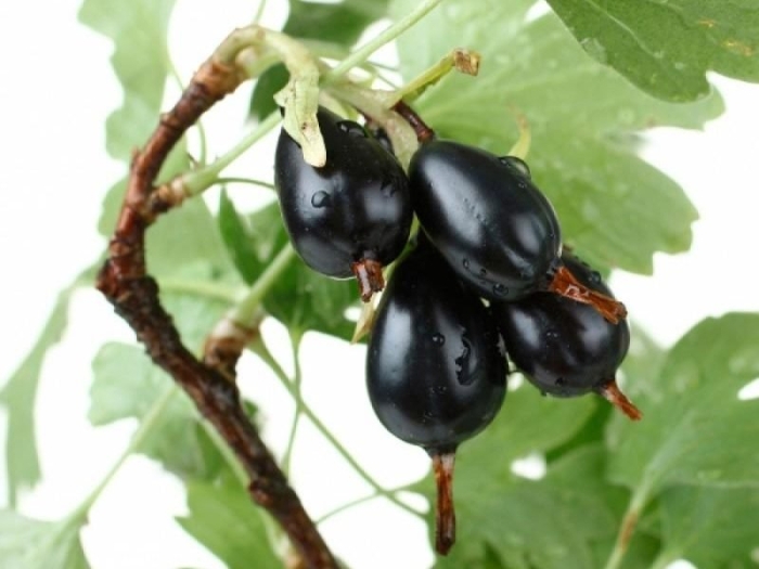 Йошта йохини