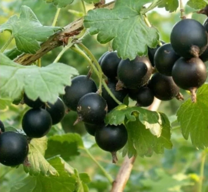 Йошта описание