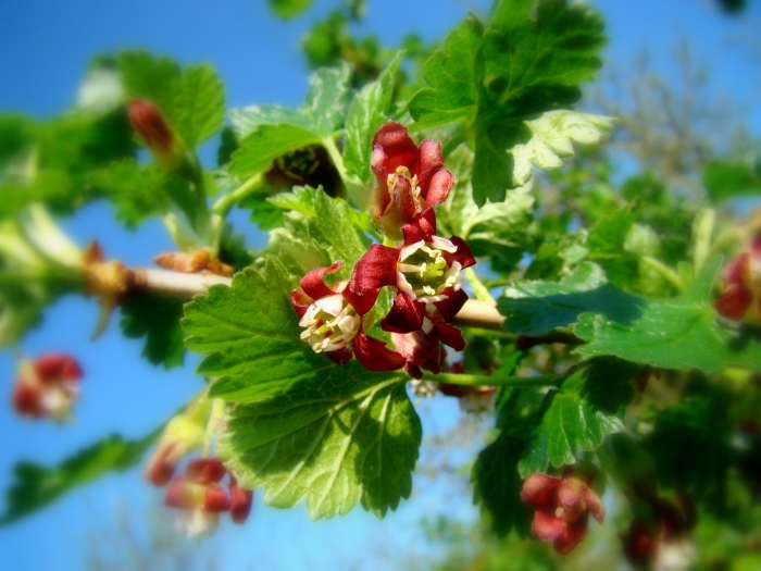 Растение йошта