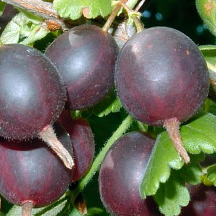 Крыжовник северный капитан